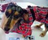 宇都宮のトリミング愛犬の美容室ぷりぷり、バニスターちゃん！チェックのコートがよく似合います！