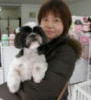 宇都宮のトリミング愛犬の美容室ぷりぷり、札幌からいらしたシーズーのいっぽちゃん